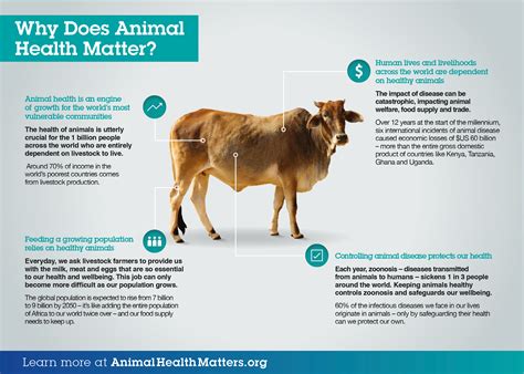 Why Animal Mental Health Matters