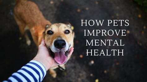 Researching Animal Mental Health