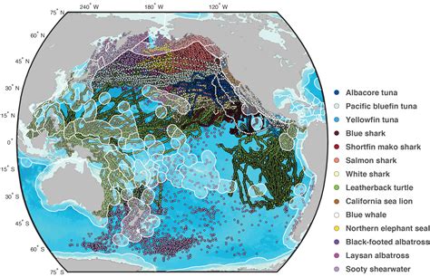 Animal Migration Map