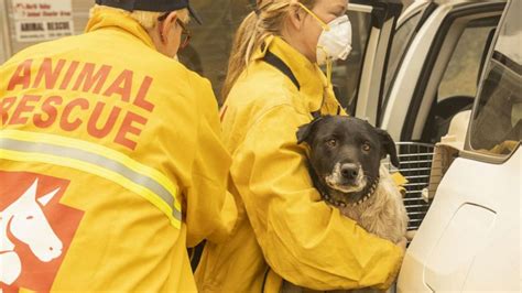 Animal rescue efforts in Greensboro, NC