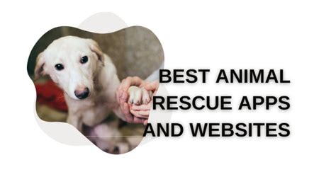 Animal Rescue Website Success