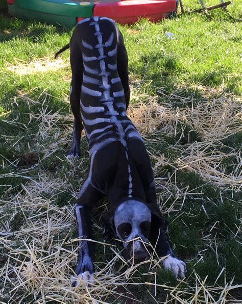 Animal Skeleton Costume