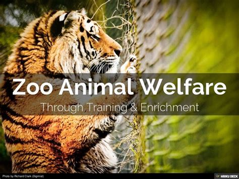 Promoting Animal Welfare in Zoos