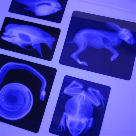 Animal X-Ray Activities