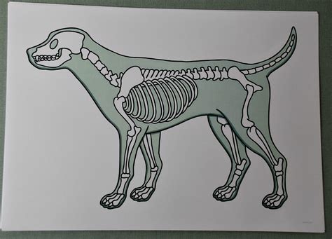 List of Animal X-Ray Printables