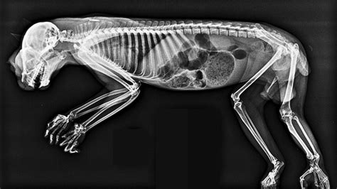 Animal X-Ray Tips