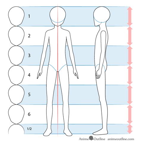 Anime male body proportions template