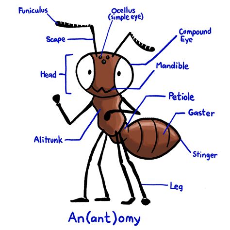 Ant Anatomy Diagram