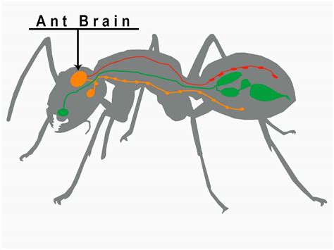 Ant brain