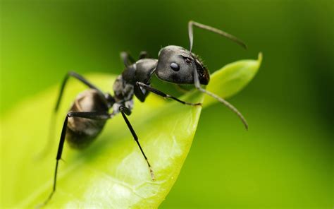 Ant Insects