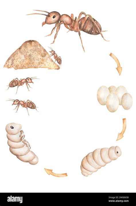 Ant Life Cycle Printable