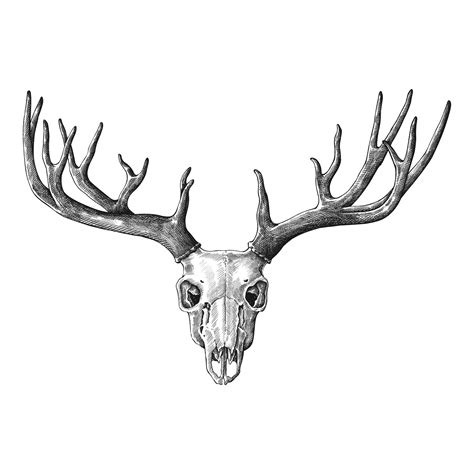 Antler illustrations and artwork