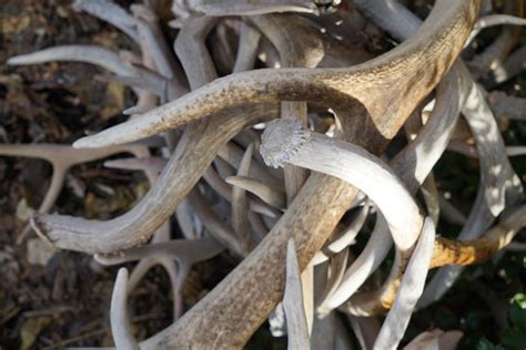 A diagram showcasing various antler uses