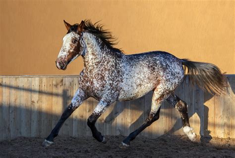 Appaloosa horse