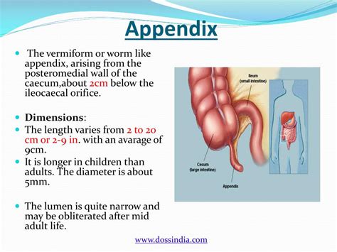 Appendix anatomy