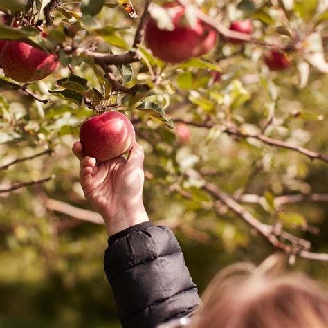 Apple Picking Invitation