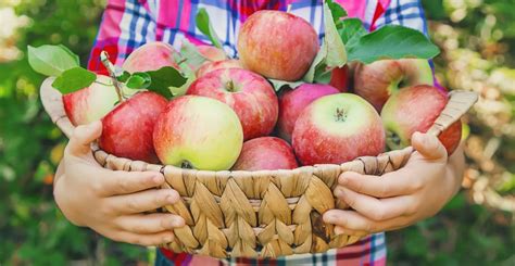 Apple Picking PowerPoint Template