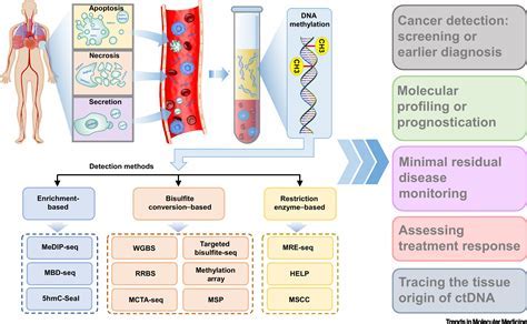 Applications of methylation testing