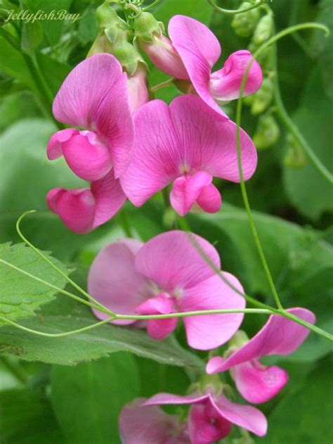 April Sweet Pea