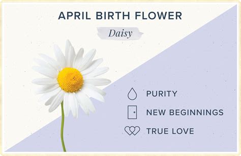 april birth flower daisy