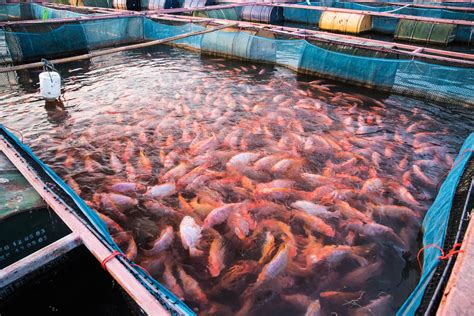 Aquaculture Farming