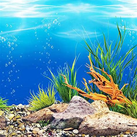 Aquarium Backgrounds for Sale