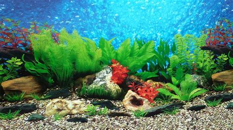 A beautifully decorated aquarium with a variety of plants and decorations