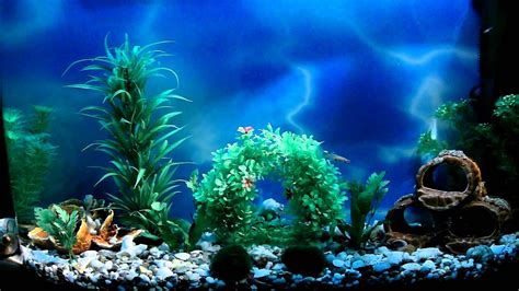 A beautifully decorated aquarium with a variety of plants and decorations