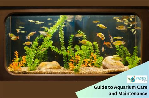 A well-maintained aquarium with guppies and plants