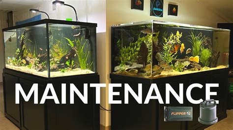 Aquarium maintenance tips