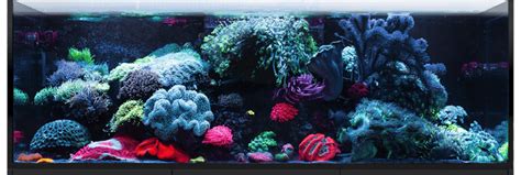 Aquarium care resources