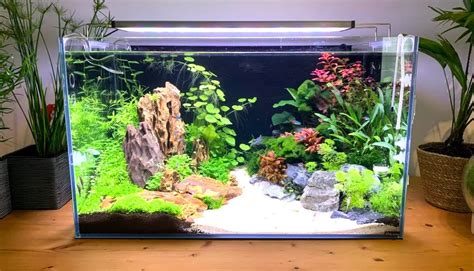 Aquarium Setup for Black Sprunkii Fish