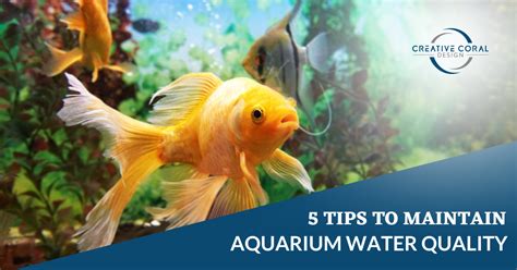 Aquarium water quality monitoring