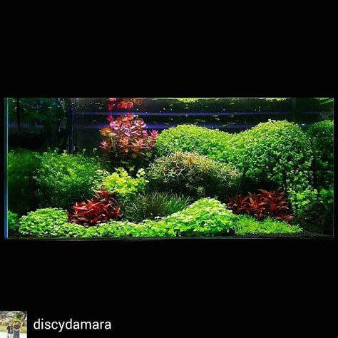 Aquascaping