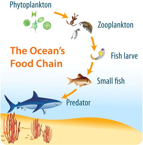 Aquatic Food Chains