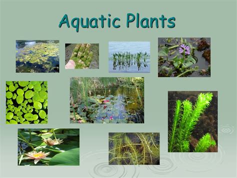 Aquatic Plants