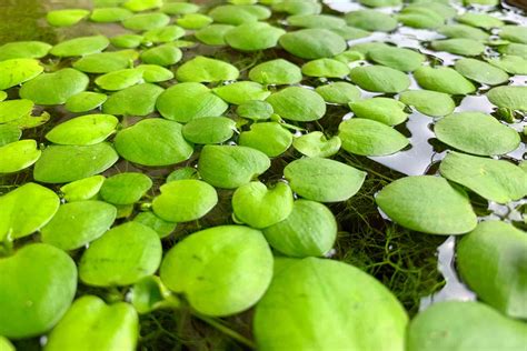 Aquatic plants