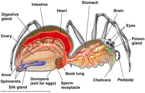 Description of Arachnid Biology