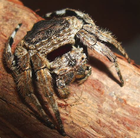 Description of Arachnid Conservation