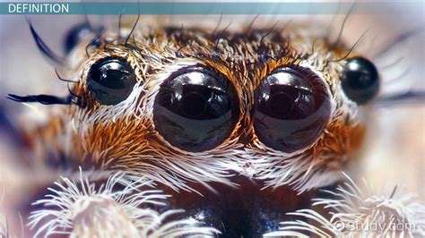 A variety of arachnids including spiders, scorpions, and ticks