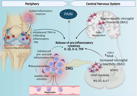 Rheumatoid Arthritis Inflammatory Response