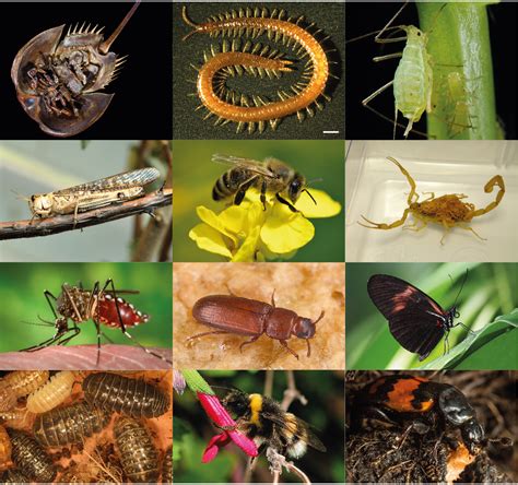 Arthropod diversity