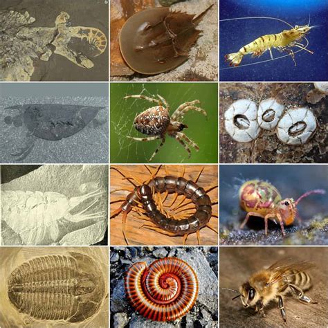 Arthropod gallery image 1