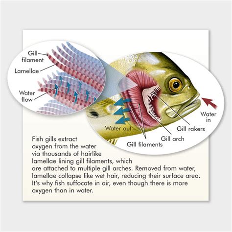 Diagram of artificial gills