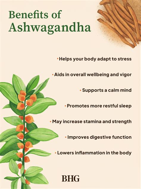 Description of Ashwagandha and Baby Health