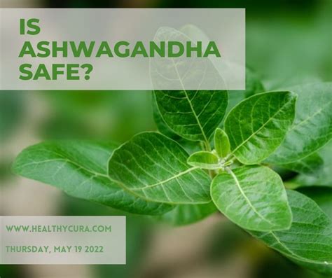 Description of Ashwagandha Safety