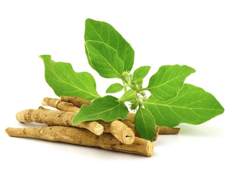 Description of Ashwagandha Side Effects