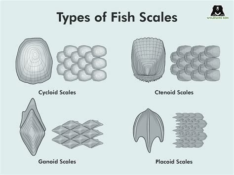 Assembling Fish Scales