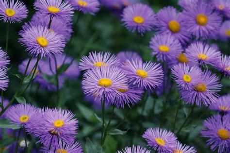 Aster Birth Flower