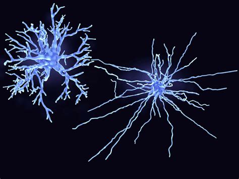 Astrocytes